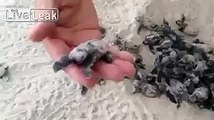 Baby Leatherback Turtles Hatching