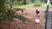 Raising Chickens Small Scale Farming