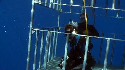 The Great White Shark of Guadalupe / Mexico