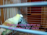 New born baby Budgies (budgerigar) chicks 1 day to 5 weeks with titles fibroz