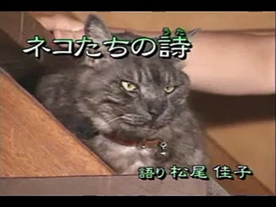 ペット百科 ネコたちの詩