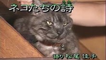ペット百科 ネコたちの詩
