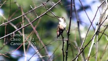 Slow Motion Hummingbirds 8 Casio EX-F1 upscaled to 720p  HD