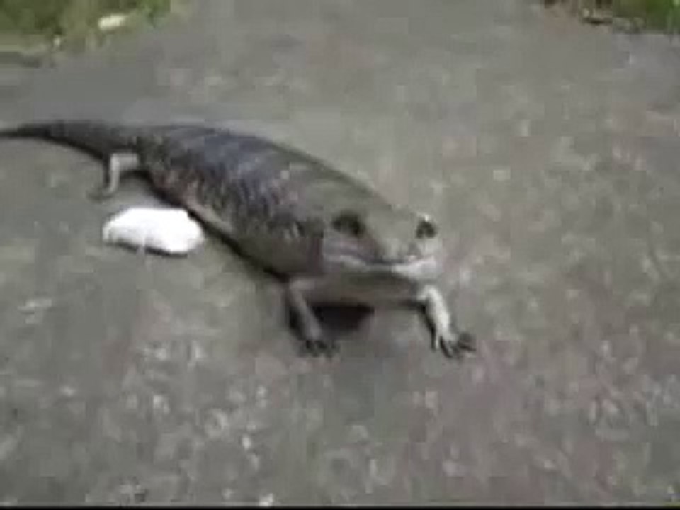REAL LIFE TSUCHINOKO!!!