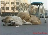 A loyal dog crying over his dead friend and stay with it - A loyal dog mourns his dead friend