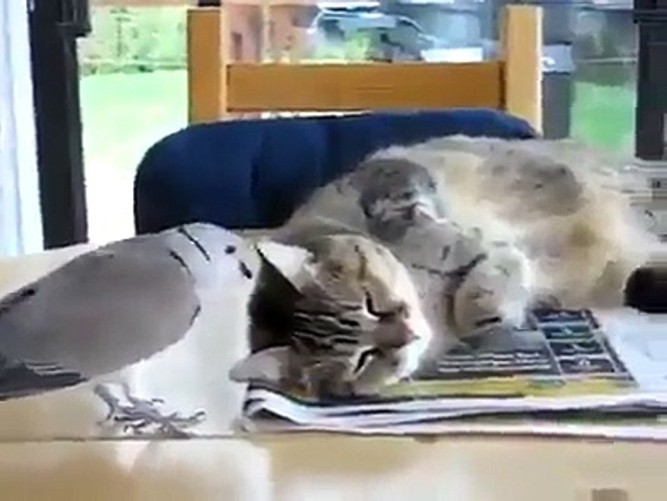 WTF This Bird is CRAZYYY !