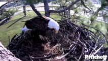 SWFL Eagles_Ozzie Plus Harriet Equals Lovebirds...mid morning_10-29-13