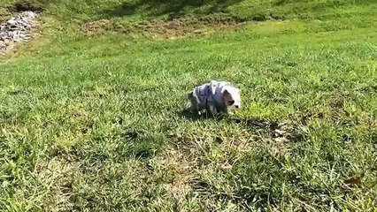 Sophie Rolls Down a Hill - English Bulldog Puppy