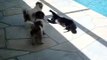 Chat VS chien au bord d'une piscine : méfiez-vous du chat qui dort!