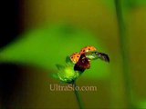 LadyBug in UltraSlo Slow motion