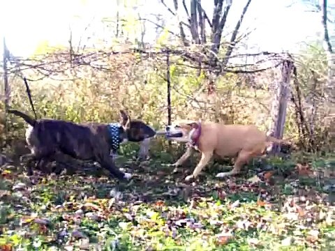 bull terrier vs pit bull 2