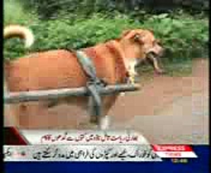 DOGs replaced donkey