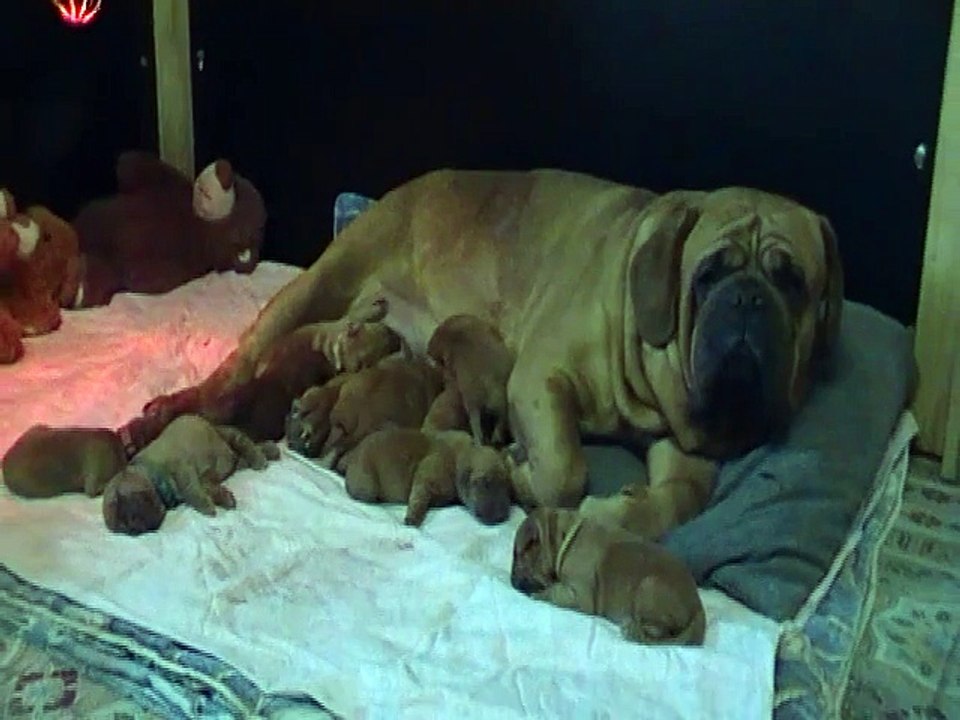 chiots de zen-a et Jackpot 2