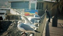 Seagulls flying over the sea.. [240fps slow motion]