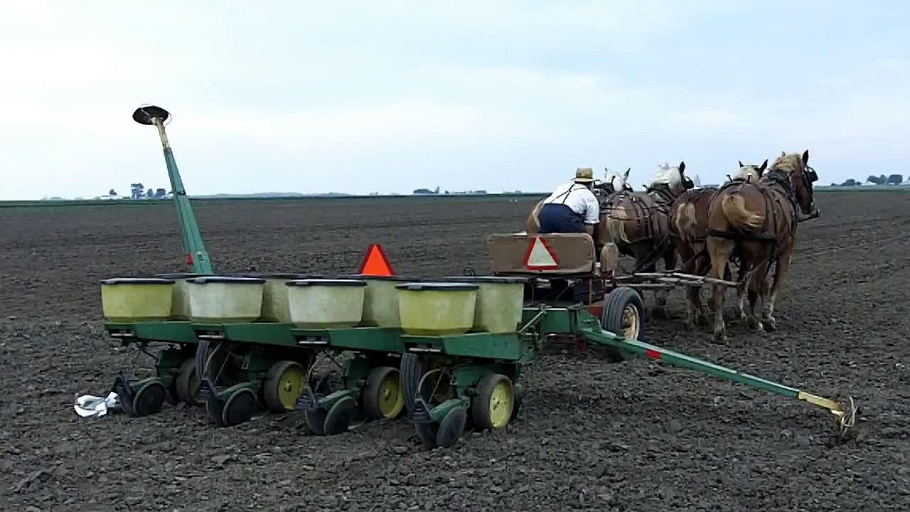 Amish Farmer Planting Corn