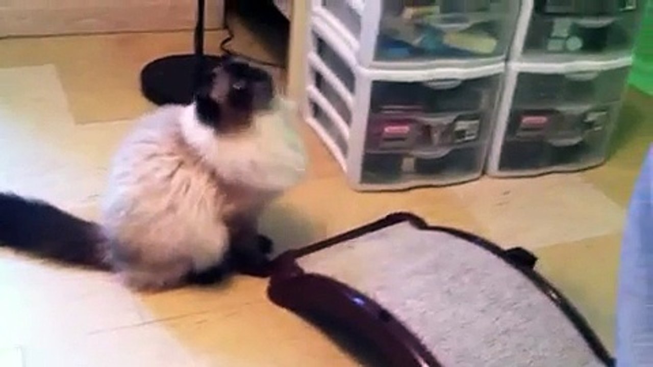 Aggressive Cat