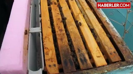 Balda 100 Bin Ton Rekolte Beklentisi