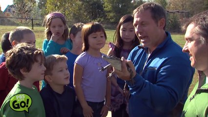 Wild Kratts | Alligator | PBS KIDS GO!