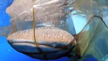 Scientists free a whale shark from a fishing net | Shark Week - Conservation International