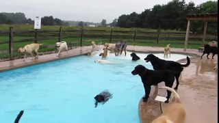 A lot of Dogs are Playing in Swimming pool