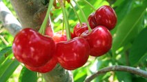 Gardening From Seeds : How to Plant a Cherry Seed