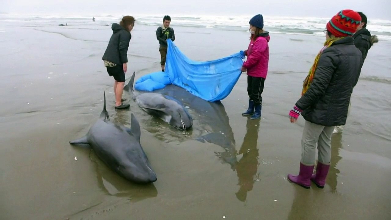 Japon: 150 dauphins échoués sur une plage japon...