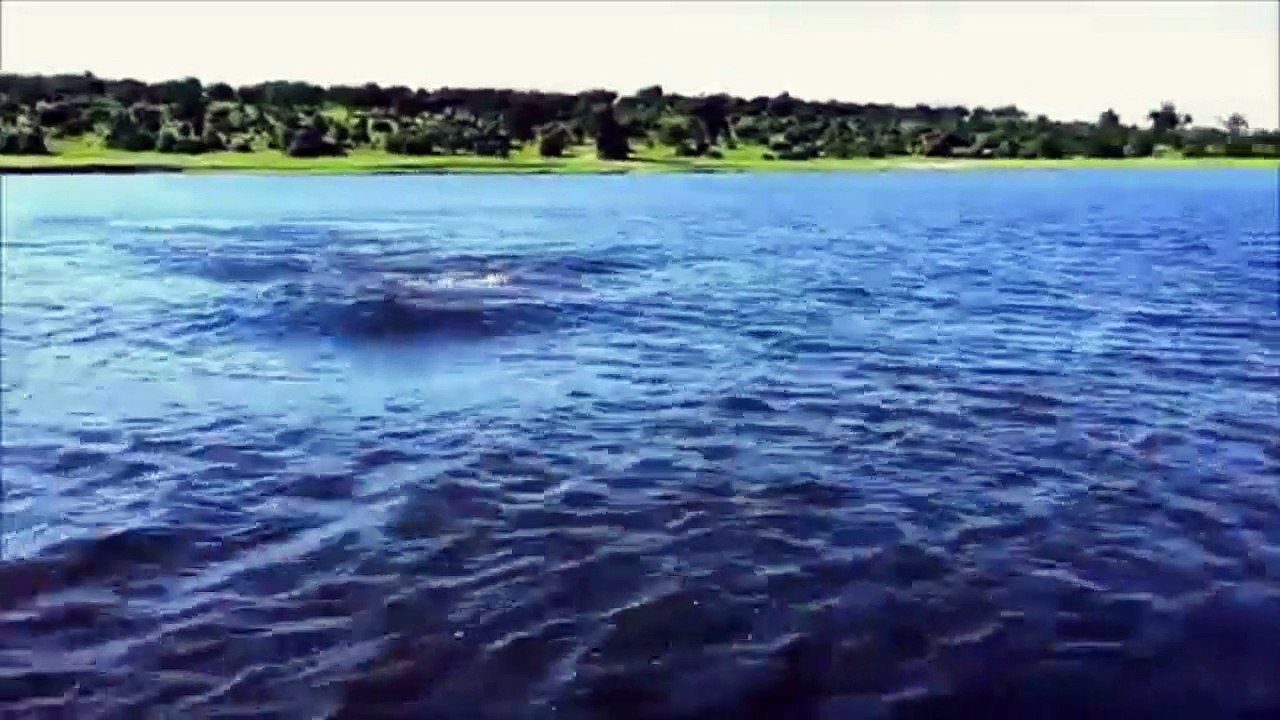 Attack of a hippo in a boat safari in Zambia