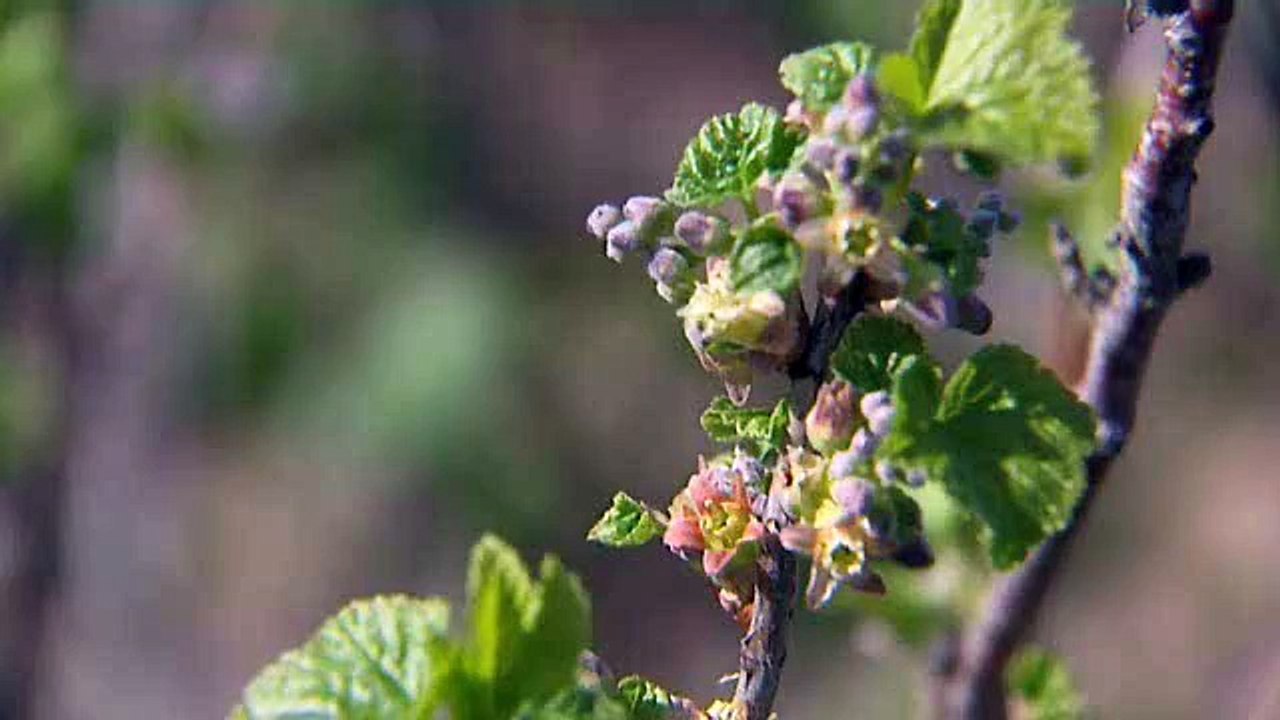 Bourdons pollinisateurs de fleurs de cassis à Merceuil (Côte-d'Or)