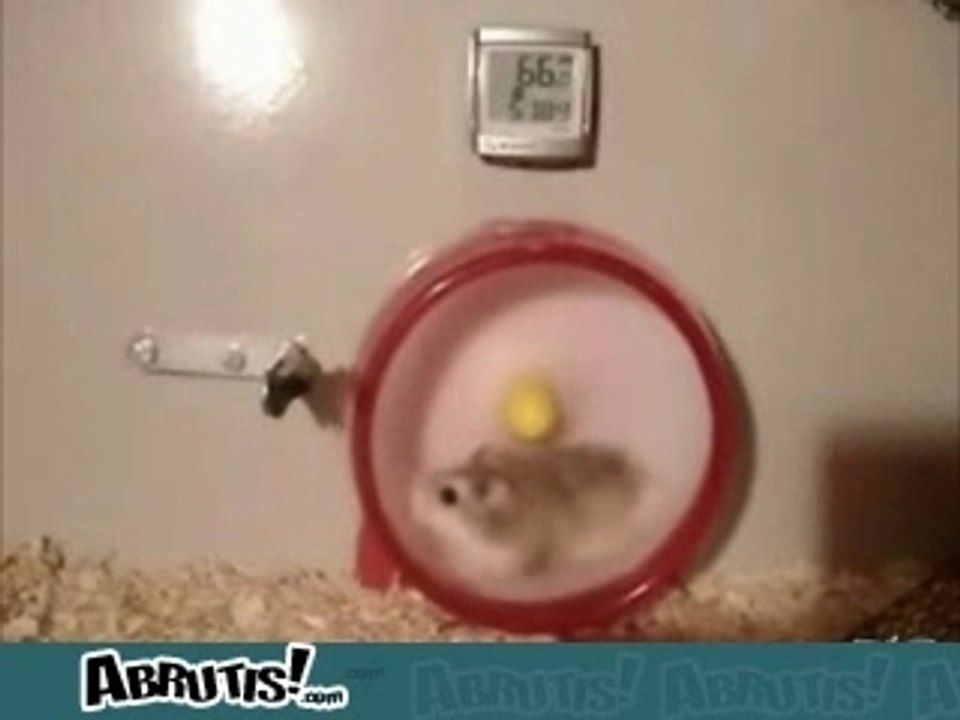 Vitesse_hamster