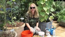 How to Grow Container Cucumbers by Nurse Amy