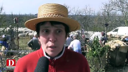 Tonte annuelle des moutons sur le mont Saint-Cyr de Cahors