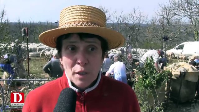 Tonte annuelle des moutons sur le mont Saint-Cyr de Cahors