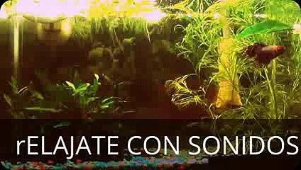 30 MINUTOS DE LLUVIA RELAJANTE SONIDOS
