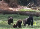 Gorilla vs  Gorilla