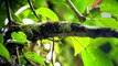 Leaf-tailed Geckos (Uroplatus) of Madagascar! Video series.