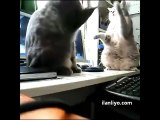 Şarkıyla oyun oynayan kediler :)