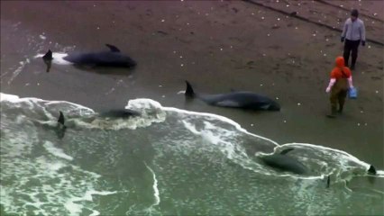 Près de 150 dauphins s'échouent sur une plage au Japon