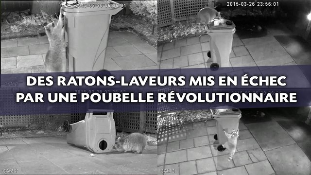 Des ratons-laveurs mis en échec par une poubelle révolutionnaire
