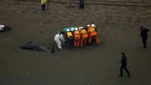 Over 100 melon-headed dolphins wash up on Japan beach