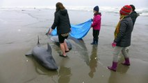 Quase 150 golfinhos encalham em praia no Japão