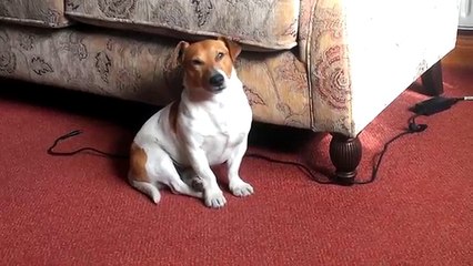 Un chien lutte contre le sommeil