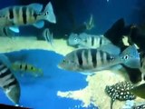 4000 Gallon Aquarium - RARE FISH - Airapima, Arowana, Stingray, Datnoid, Peacock Bass, Gar, Catfish
