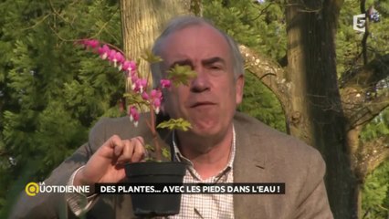 Ca baigne pour les plantes aquatiques !