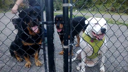 Dogo Argentino Meets Rottweiler. Extremely Rare Encounter