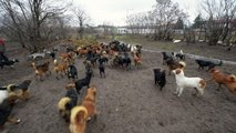 صربي عاطل عن العمل يكرس حياته للعناية بـ450 كلبا