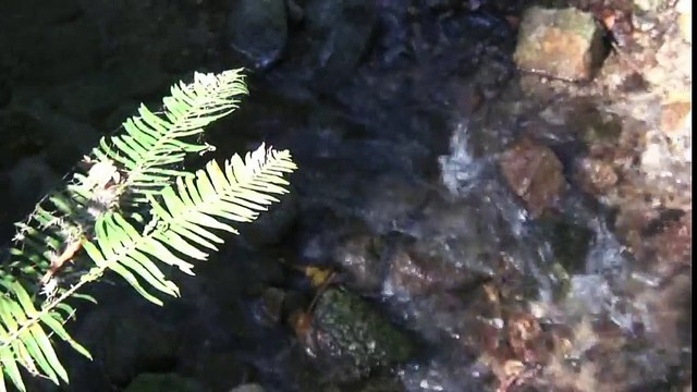 Wisdom of The Elohim — Part 2 12 We are The Elohim