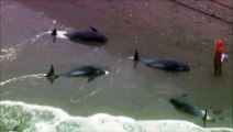 Près de 150 dauphins s'échouent sur une plage au Japon