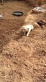 Un fennec excité de retrouver son ami le chat