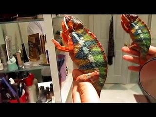 Panther chameleon changing colors