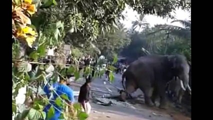 Wild Elephant Attack Public in India !